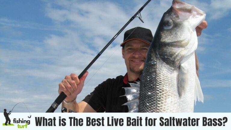 What is The Best Live Bait for Saltwater Bass