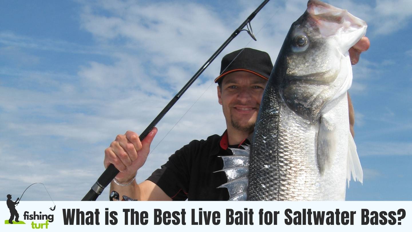 8 Top Live Baits for Catching Saltwater Bass » Pros & Cons