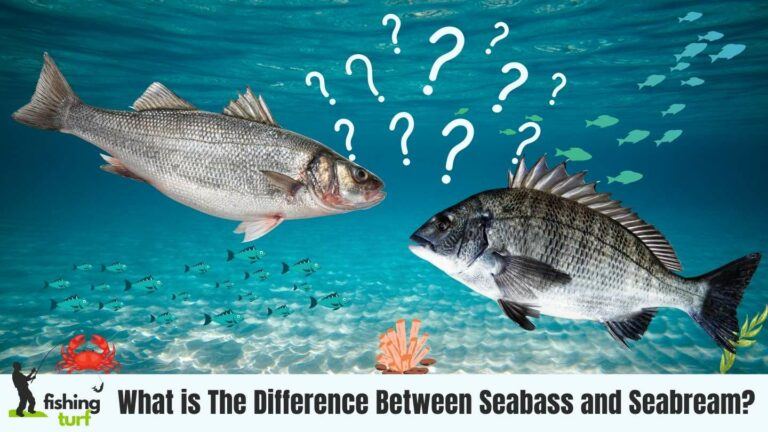 What is The Difference Between Seabass and Seabream