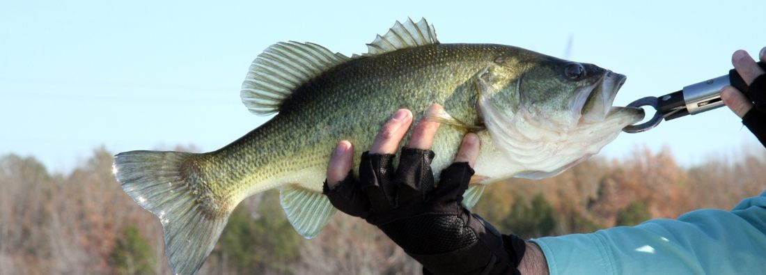 boost-your-bass-fishing-skills-with-a-bobber-find-out-why