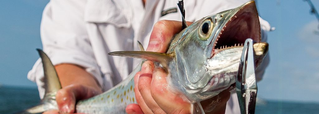 How-To-Fish-Bait-For-Mackerel-Like-A-Pro