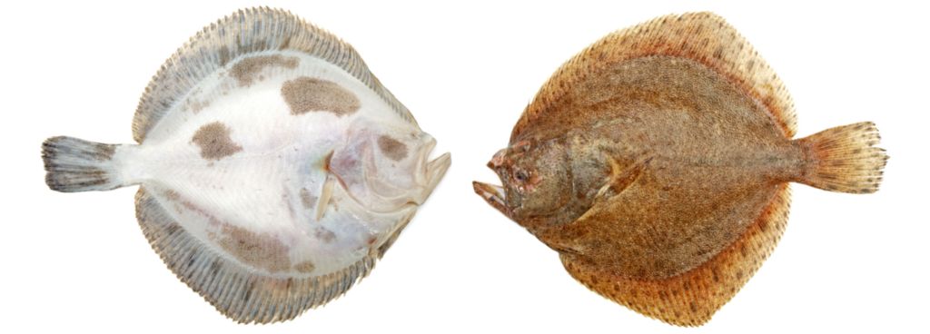 Plaice Habits and Behavior