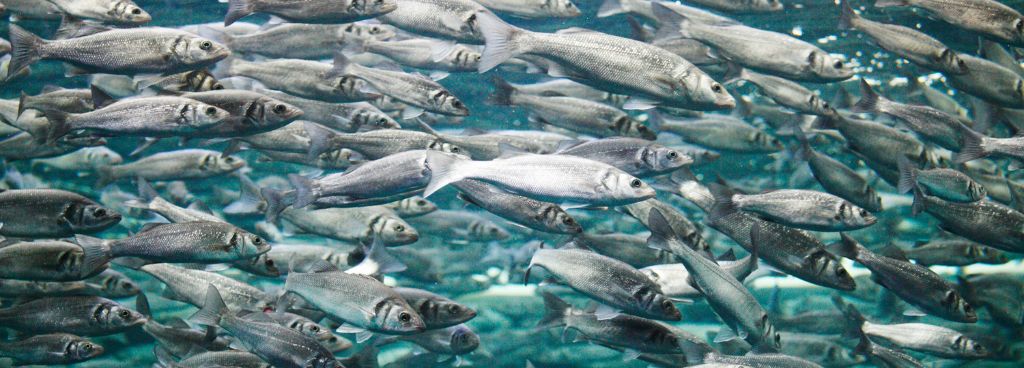 Understanding Mackerel Feeding Habits