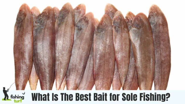 What Is The Best Bait for Sole Fishing