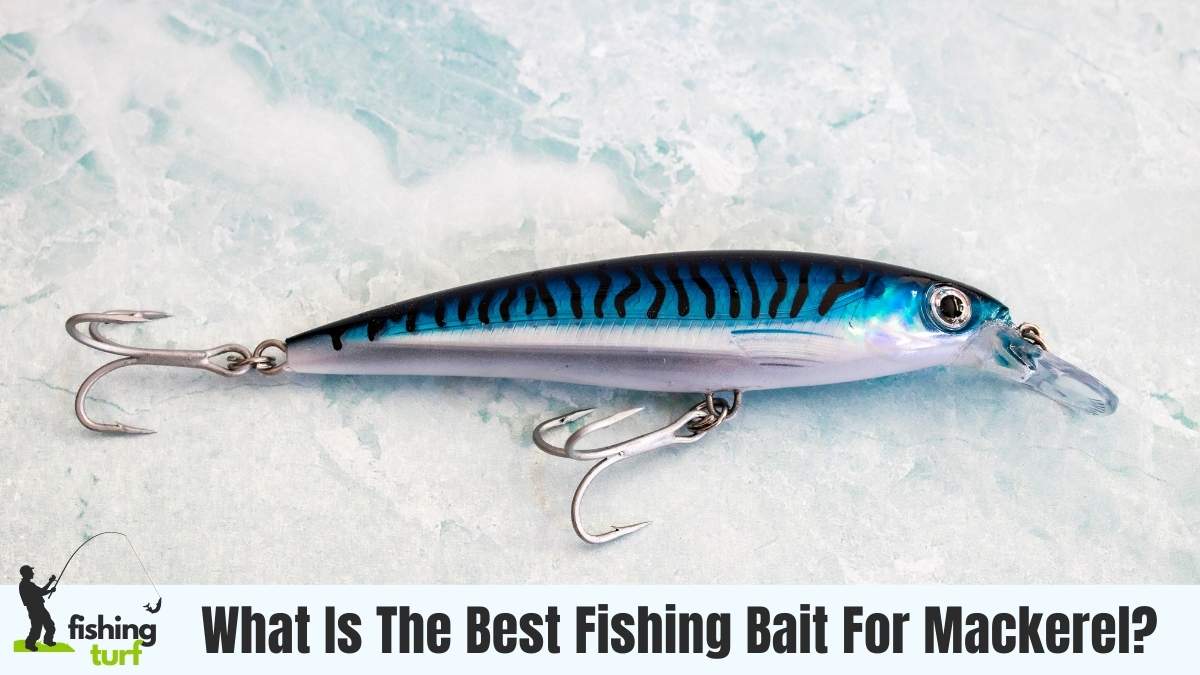 4 Best Fishing Bait for Mackerel + Tips and Techniques