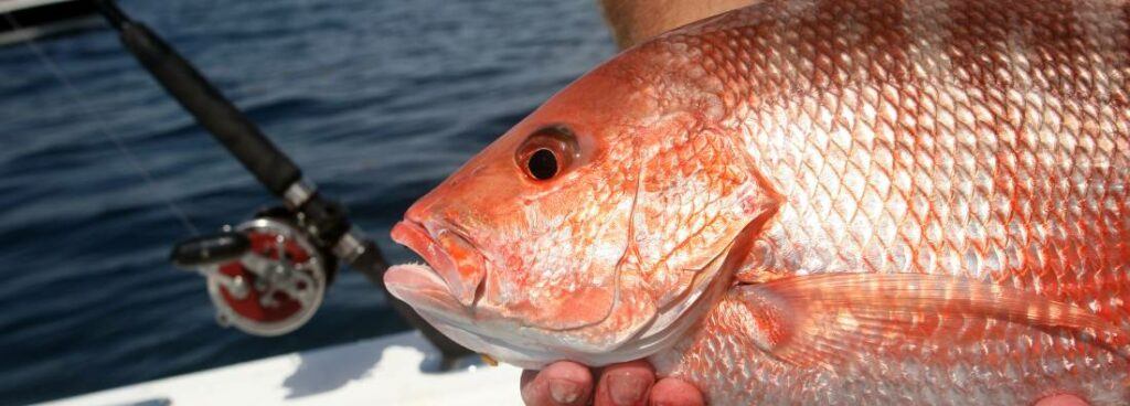 fishing a Snapper with a rod