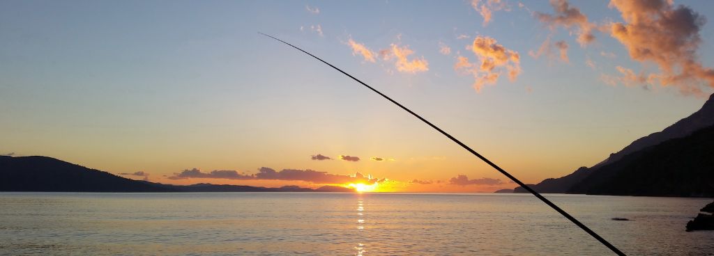 Fish Near The Shore