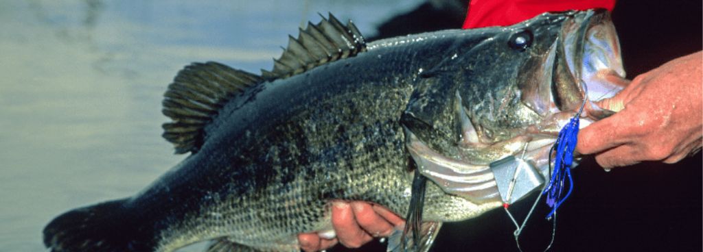 Understanding Night Bass Behavior