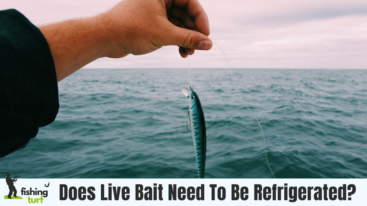 Does live bait need to be refrigerated