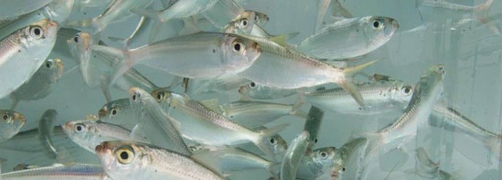 Factors Affecting the Lifespan of Live Bait
