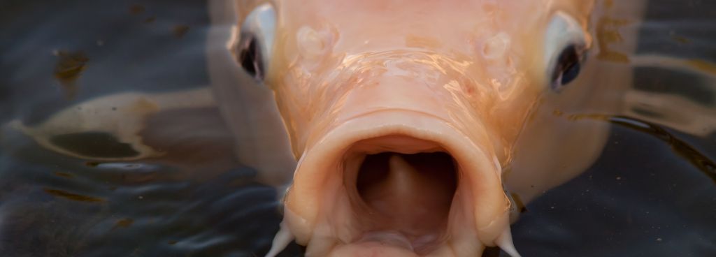 Anatomy of a Fish's Mouth