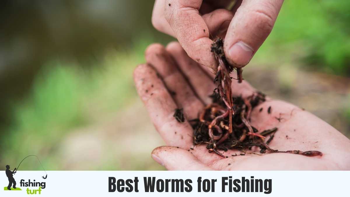 Reeling in Success: The Best Worms for Fishing