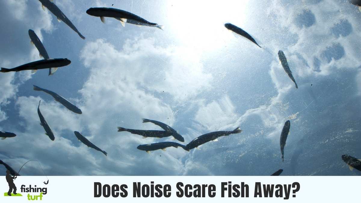 Does Noise Scare Fish Away
