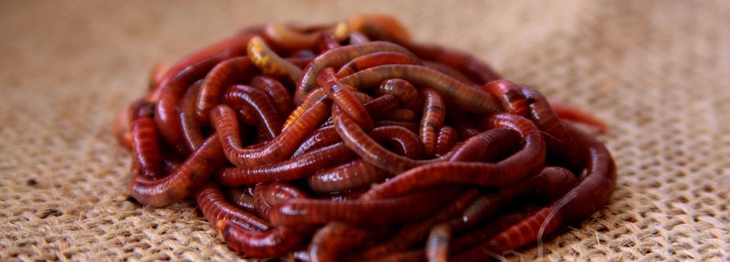 Red Wigglers