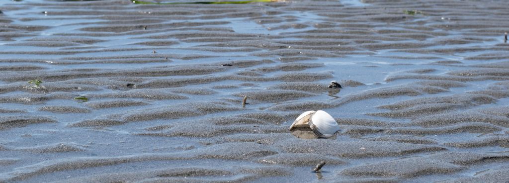 Tips and Techniques for Low Tide Fishing