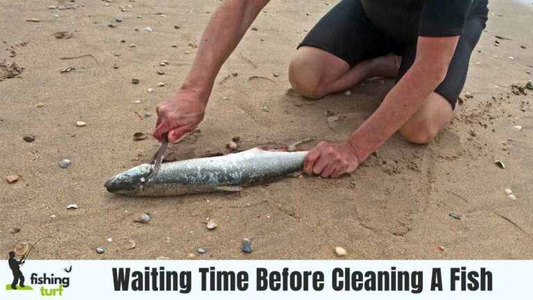 Waiting Time Before Cleaning A Fish