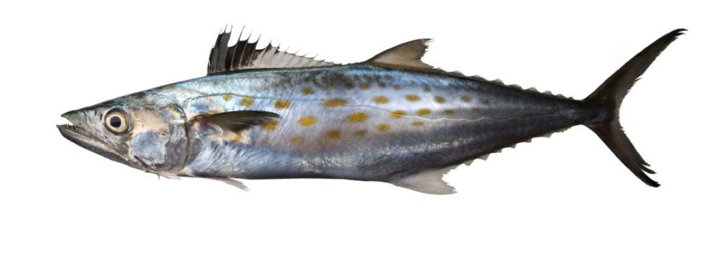 spanish mackerel