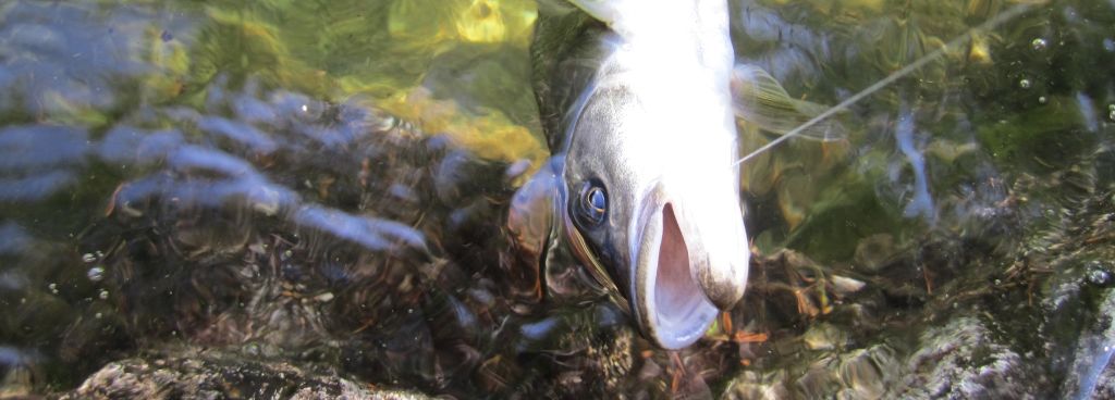 Rigging Up for Surface Fishing