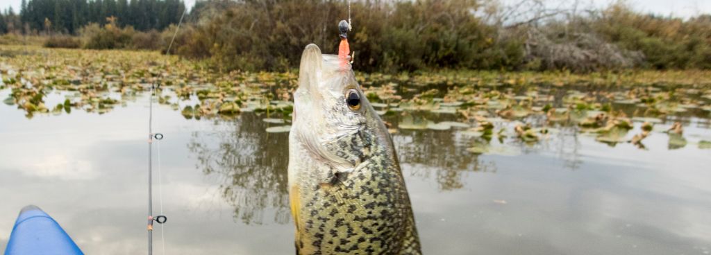 The Jigging Techniques That Hook Fish