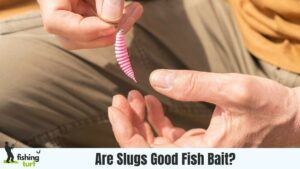 Are Slugs Good Fish Bait?