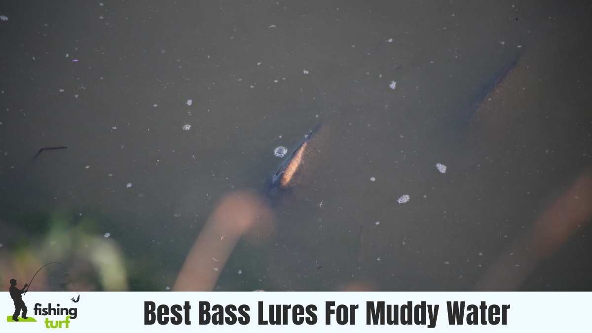 Best Bass Lures For Muddy Water