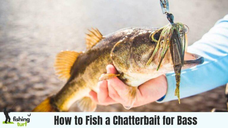 How to Fish a Chatterbait for Bass