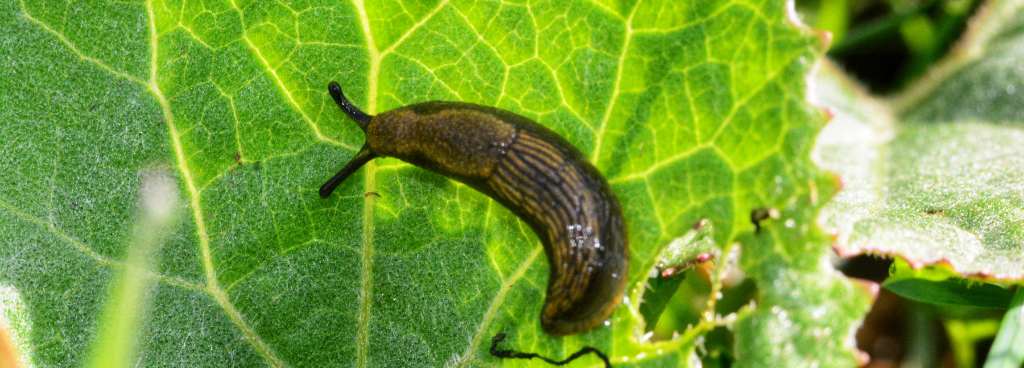 How to Rig and Present Slugs as Bait